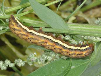  Chenille de Lacanobia splendens Hb. - Philippe Mothiron