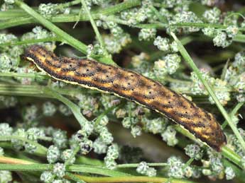  Chenille de Lacanobia splendens Hb. - Philippe Mothiron