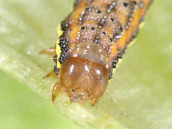  Chenille de Lacanobia splendens Hb. - ©Philippe Mothiron