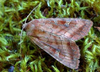 Lacanobia splendens Hb. adulte - David Demerges