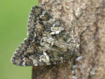 Catocala sponsa L. adulte - ©Daniel Morel