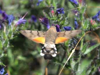 Macroglossum stellatarum L. adulte - ©Philippe Mothiron