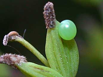  Oeuf de Macroglossum stellatarum L. - Philippe Mothiron