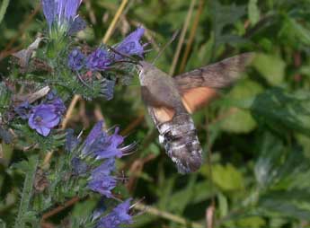 Macroglossum stellatarum L. adulte - ©Philippe Mothiron