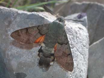 Macroglossum stellatarum L. adulte - Philippe Mothiron