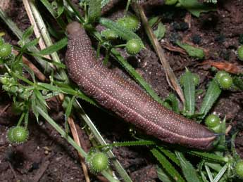  Chenille de Macroglossum stellatarum L. - Philippe Mothiron