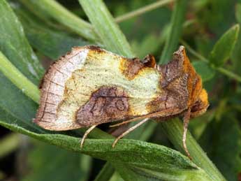 Diachrysia stenochrysis Warr. adulte - ©Daniel Morel