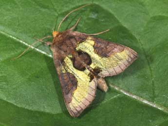 Diachrysia stenochrysis Warr. adulte - Philippe Mothiron