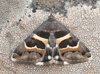 Grammodes stolida F. adulte - Daniel Morel