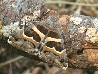 Grammodes stolida F. adulte - ©Daniel Morel