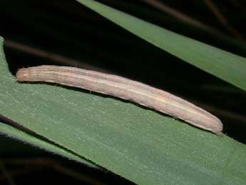  Chenille de Mythimna straminea Tr. - ©Philippe Mothiron