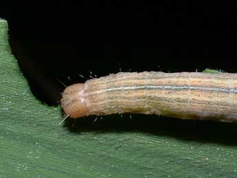  Chenille de Mythimna straminea Tr. - ©Philippe Mothiron