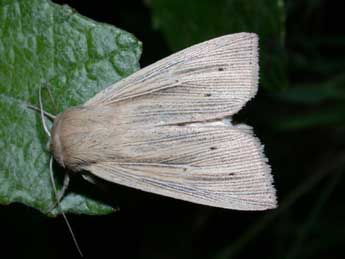 Mythimna straminea Tr. adulte - Philippe Mothiron