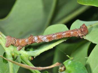  Chenille de Biston strataria Hfn. - Philippe Mothiron