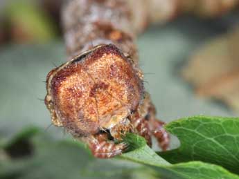  Chenille de Biston strataria Hfn. - ©Philippe Mothiron