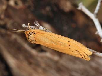 Spiris striata L. adulte - Daniel Morel