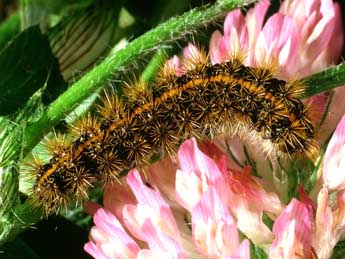  Chenille de Spiris striata L. - Philippe Mothiron