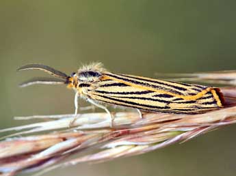 Spiris striata L. adulte - Daniel Morel