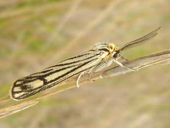 Spiris striata L. adulte - Olivier Pineau