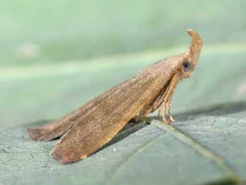 Pechipogo strigilata L. adulte - Philippe Mothiron