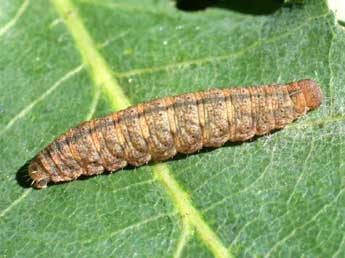  Chenille de Pechipogo strigilata L. - Serge Wambeke