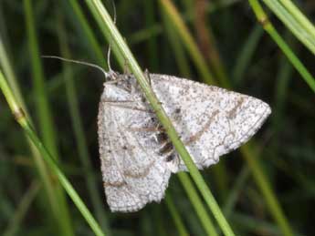 Perconia strigillaria Hb. adulte - ©Philippe Mothiron