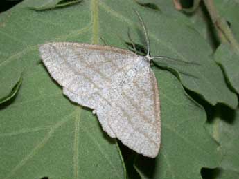 Perconia strigillaria Hb. adulte - Philippe Mothiron