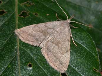 Pechipogo strigilata L. adulte - ©Philippe Mothiron