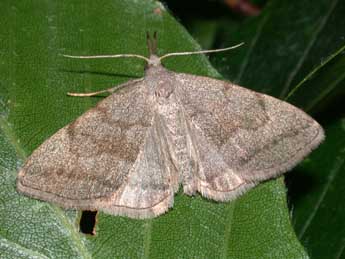 Pechipogo strigilata L. adulte - Philippe Mothiron