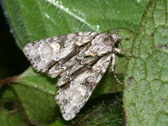 Acronicta strigosa D. & S. adulte - ©Philippe Mothiron