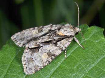 Acronicta strigosa D. & S. adulte - Philippe Mothiron