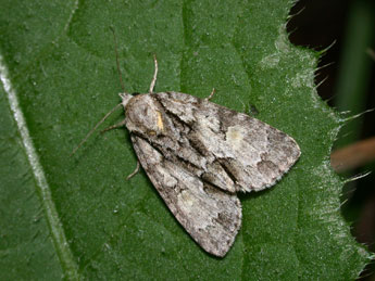 Acronicta strigosa D. & S. adulte - Philippe Mothiron