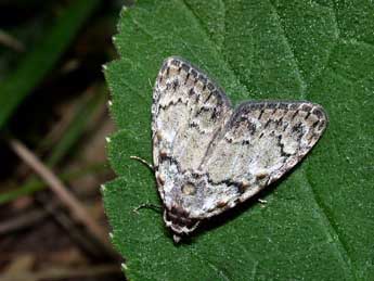 Meganola strigula D. & S. adulte - ©Philippe Mothiron