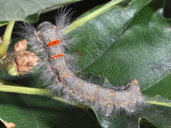  Chenille de Phyllodesma suberifolia Dup. - Philippe Mothiron