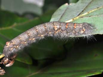  Chenille de Phyllodesma suberifolia Dup. - Philippe Mothiron