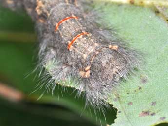  Chenille de Phyllodesma suberifolia Dup. - Philippe Mothiron