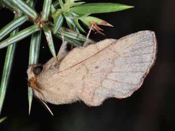 Phyllodesma suberifolia Dup. adulte - ©Philippe Mothiron