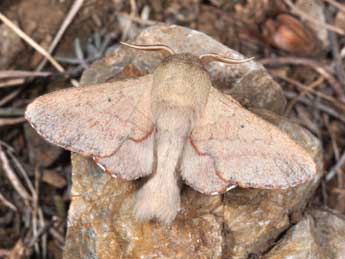 Phyllodesma suberifolia Dup. adulte - ©Philippe Mothiron