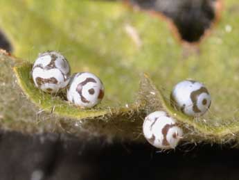  Oeuf de Phyllodesma suberifolia Dup. - ©Philippe Mothiron