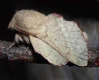 Phyllodesma suberifolia Dup. adulte - Philippe Mothiron