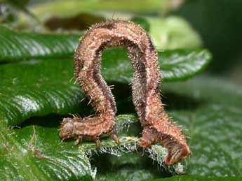  Chenille de Eupithecia subfuscata Hw. - ©Philippe Mothiron