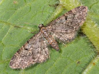 Eupithecia subfuscata Hw. adulte - Philippe Mothiron