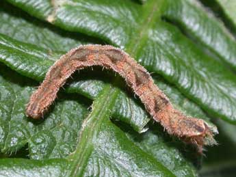  Chenille de Eupithecia subfuscata Hw. - ©Philippe Mothiron