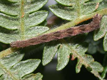  Chenille de Eupithecia subfuscata Hw. - ©Philippe Mothiron