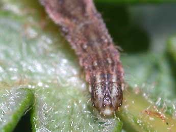  Chenille de Eupithecia subfuscata Hw. - ©Philippe Mothiron