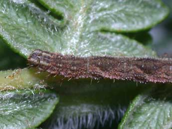  Chenille de Eupithecia subfuscata Hw. - Philippe Mothiron