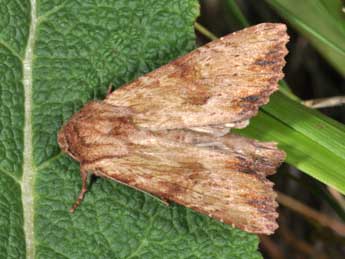 Apamea sublustris Esp. adulte - ©Philippe Mothiron