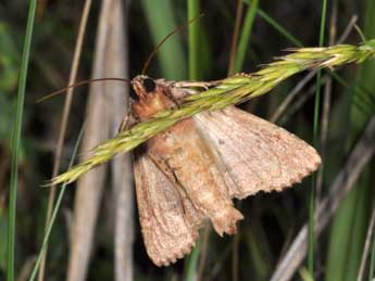 Apamea sublustris Esp. adulte - ©Philippe Mothiron