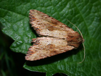 Apamea sublustris Esp. adulte - Philippe Mothiron