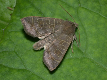 Ipimorpha subtusa D. & S. adulte - Philippe Mothiron